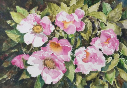 Цветёт шиповник